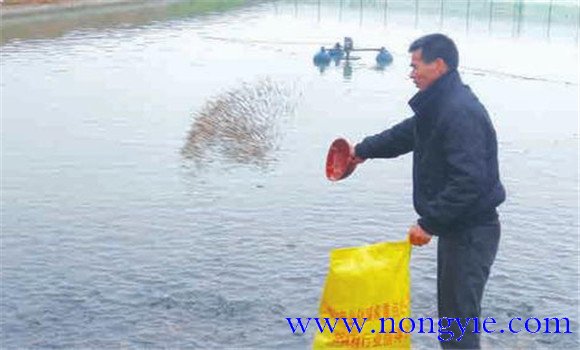 越冬期羅非魚(yú)如何合理投飼