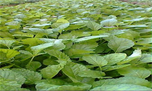 白芷如何種植如何管理