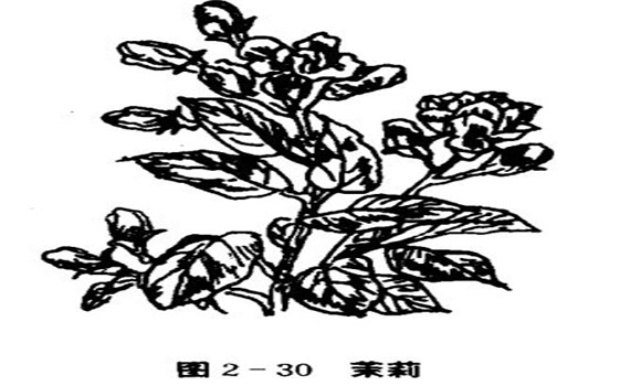 茉莉花種植技術(shù)，如何種植茉莉花