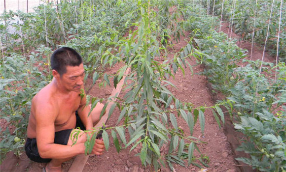 桃樹苗的種植方法