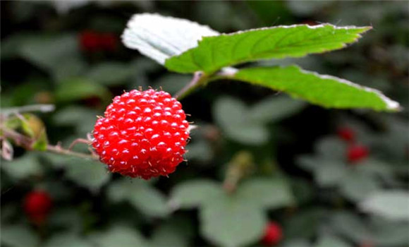 樹莓高產(chǎn)種植技術(shù)