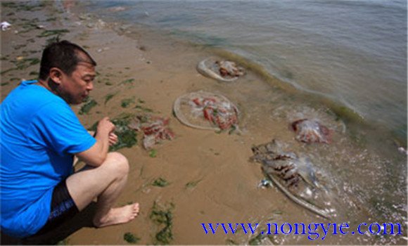 海蜇能蜇死人嗎？