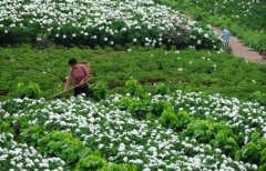 白芍種植技術(shù)、方法與主要步驟