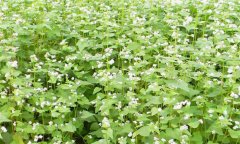 蕎麥種植時間是什么時候 蕎麥種植技術要點