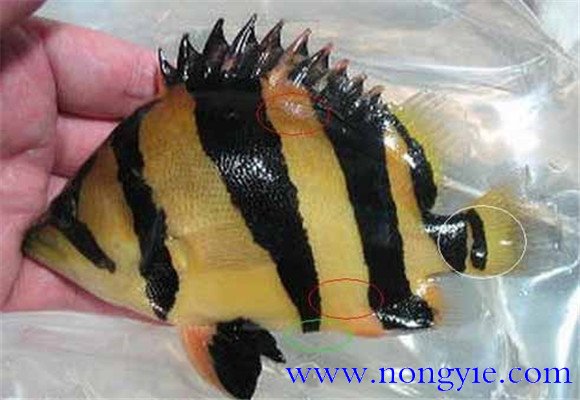 泰國(guó)虎魚吃什么