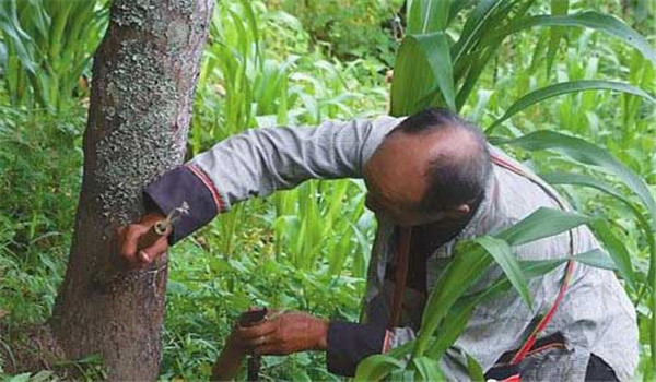 漆樹種植