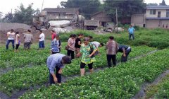 茉莉花的養(yǎng)殖方法簡介，怎樣培育茉莉花