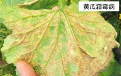 黃瓜病蟲害防治：黃瓜霜霉病、白粉病、紅蜘蛛