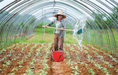 菜豆栽培時間與技術(shù)要點、病蟲害防治