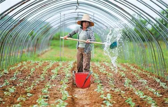 菜豆的栽培時間