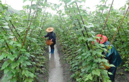 菜豆的田間管理