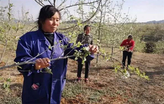 果樹坐不住果的原因