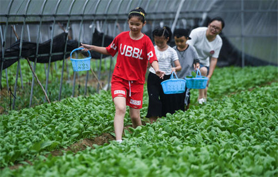 蔬菜具備豐產(chǎn)性或速生長特點