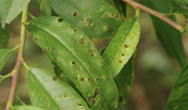 桃樹(shù)細(xì)菌性穿孔病的發(fā)生規(guī)律