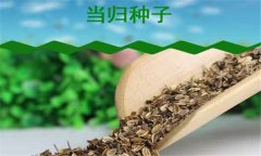 當歸種植時間和方法 當歸種植技術(shù)要點