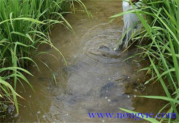 草魚需要什么樣的池塘條件 池塘草魚養(yǎng)殖技術(shù)