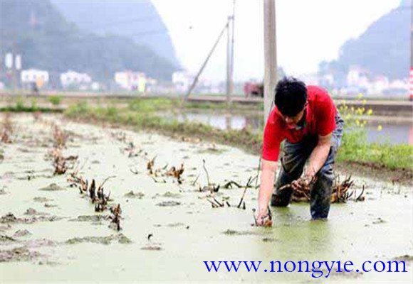 蓮藕種植技術(shù)