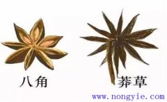 莽草和八角區(qū)別 莽草樹(shù)的生態(tài)習(xí)性與栽培管理