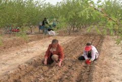 山藥種植前如何處理，種植山藥如何整地挖溝