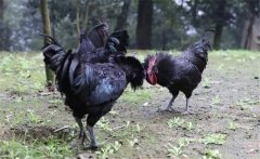 烏骨雞的常用礦物質(zhì)、維生素飼料簡介