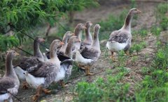 生產(chǎn)肥肝鵝的品種、性別與年齡選擇問題