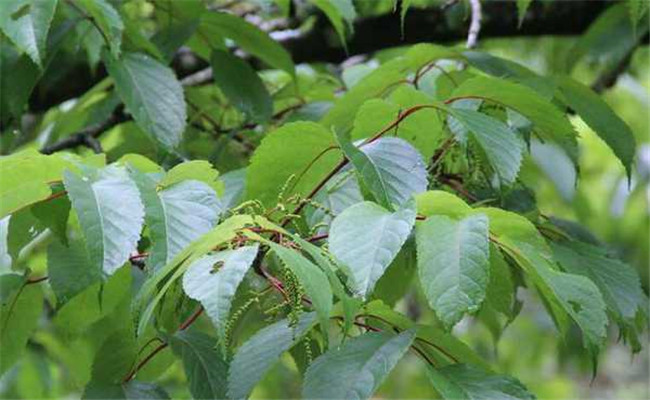 銀鵲樹(shù)的生態(tài)習(xí)性