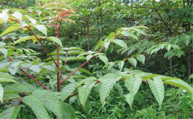 銀鵲樹(shù)是什么植物