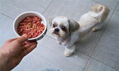 犬飼料中為何要添加鐵、銅等微量元素