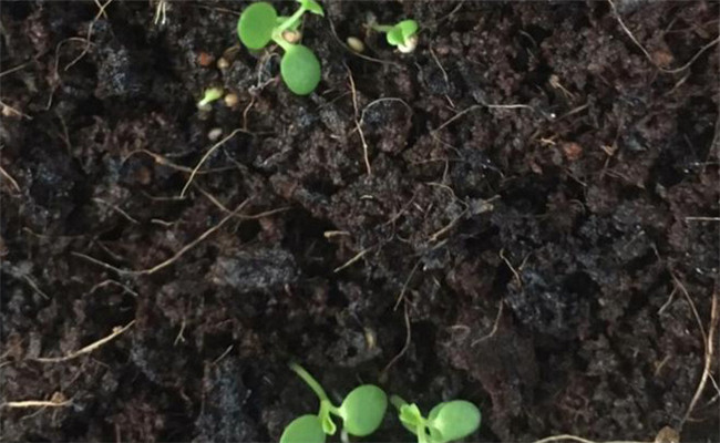 草莓種子的種植方法