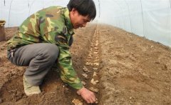 生姜的種植密度是多少？生姜浸種消毒新配方