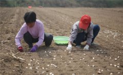 大蒜什么時(shí)間種植，如何掌握大蒜種植深度？