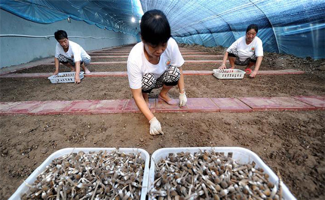 雞樅菌人工種植技術(shù)要點(diǎn)