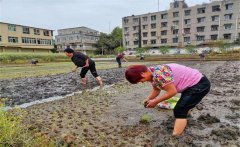 記住西瓜種植的訣竅，可讓西瓜大圓甜掉牙！