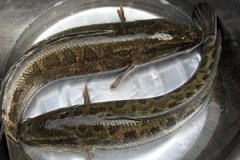 黑魚(yú)最大能長(zhǎng)多少斤，黑魚(yú)與鯰魚(yú)有什么區(qū)別