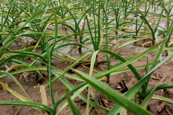 種植大蒜需不需要控旺好