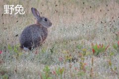 養(yǎng)野兔犯法嗎？養(yǎng)野兔子要注意什么？