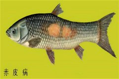 養(yǎng)殖魚類怎樣防治赤皮??？如何預(yù)防？