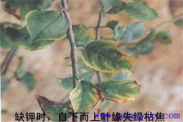 蘋(píng)果缺鉀會(huì)有什么癥狀