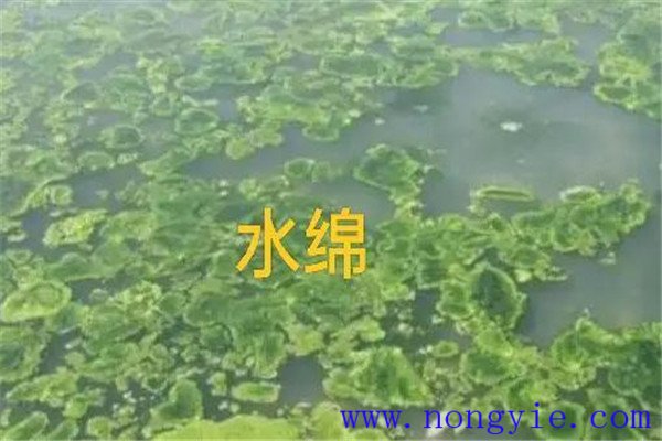 如何清除和控制水綿、水網(wǎng)藻和湖靛等敵害生物