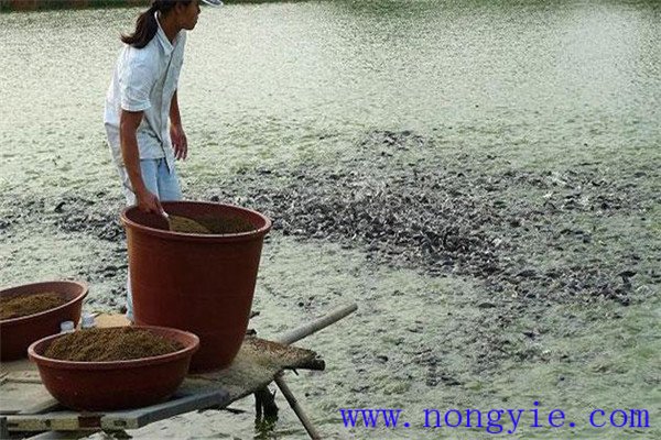 留心觀察魚類吃食時(shí)間的長(zhǎng)短