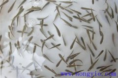 怎樣高效益養(yǎng)殖異育銀鯽 其魚(yú)苗魚(yú)種如何培育？