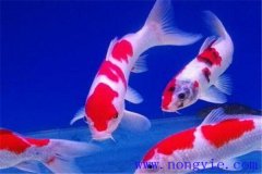 在水族箱中喂養(yǎng)錦鯉要注意些什么？