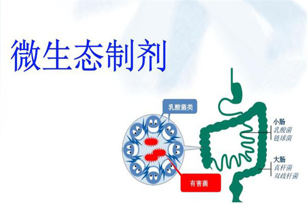 微生態(tài)制劑的作用原理