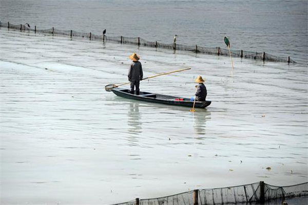 清除野雜魚(yú)，減少爭(zhēng)食者