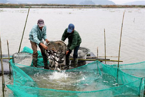 魚(yú)蝦鰍鱔蟹混養(yǎng)技術(shù)