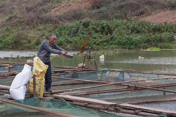 寒冷天氣羅非魚(yú)養(yǎng)殖管理