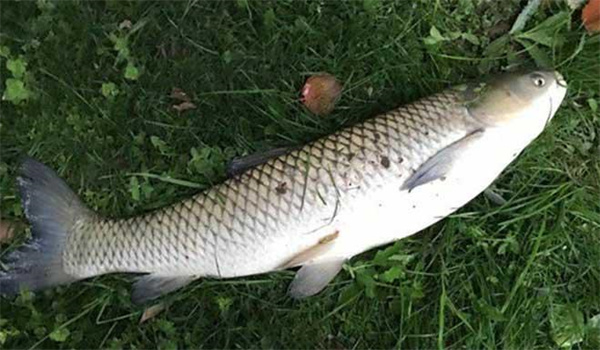 釣草魚用什么餌最好