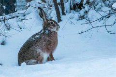 冬季野兔的活動規(guī)律，它冬天什么時候出來？