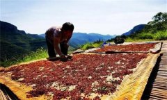 花椒采摘后怎樣晾曬？花椒晾干方法簡介