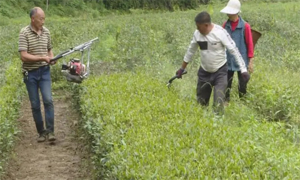 為什么要對茶樹進(jìn)行修剪